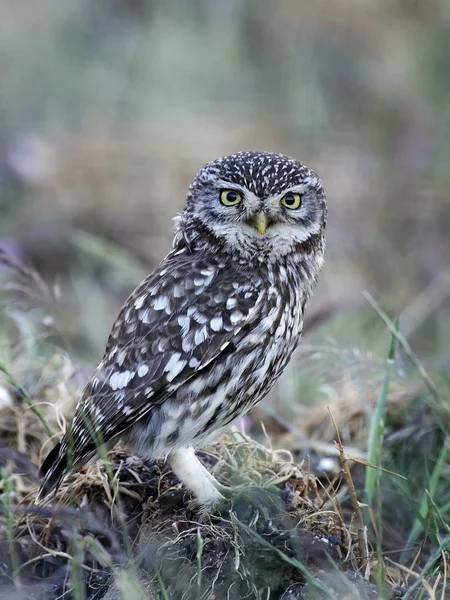 Kleine uil (Athene noctua)) — Stockfoto