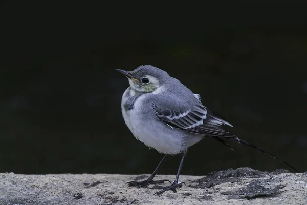 Белый хвост (Motacilla alba)) — стоковое фото