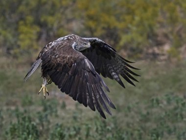 Bonellis Kartalı (Aquila fasciata)