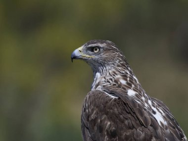 Bonellis Kartalı (Aquila fasciata)