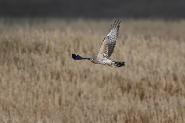 Montagus harrier (Circus pygargus)