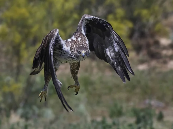 Águila Bonellis (Aquila fasciata ) —  Fotos de Stock