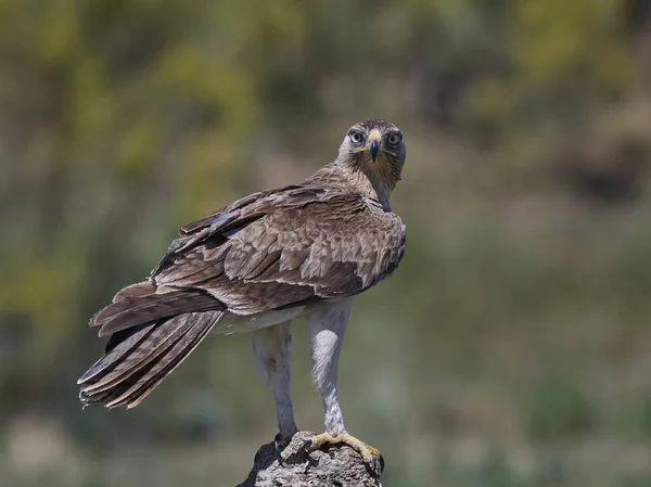 Orel bělohlavý (Aquila fasciata) — Stock fotografie