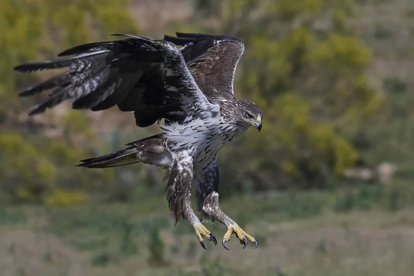 Águila Bonellis (Aquila fasciata ) —  Fotos de Stock