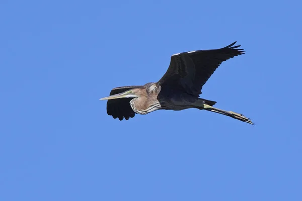 Mor balıkçıl (Ardea purpurea) — Stok fotoğraf