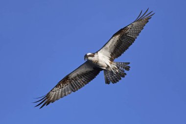 Sorguç (pandion haliaetus)