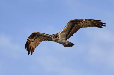 Sorguç (pandion haliaetus)