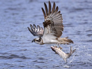 Sorguç (pandion haliaetus)