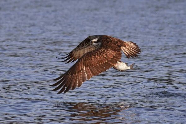 Osprey (pandion haliaetus) ) —  Fotos de Stock