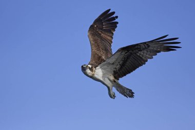 Sorguç (pandion haliaetus)