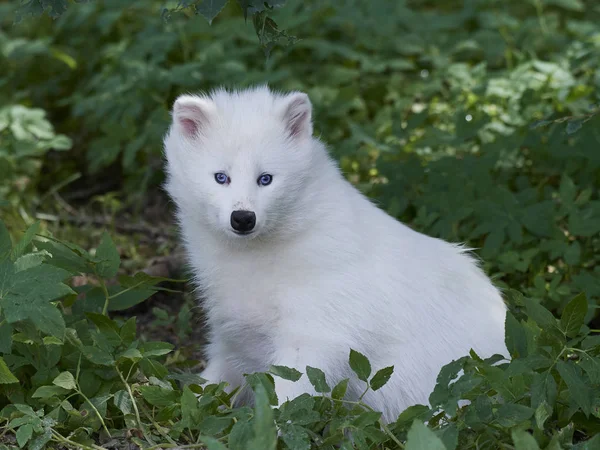 Weißer Waschbär Hund (nyctereutes procyonoides) — Stockfoto