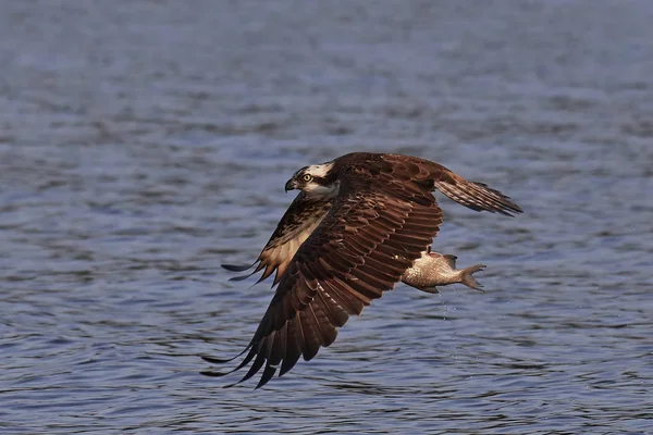 Osprey (Pandion haliaetus) — Stock Photo, Image