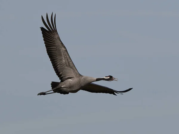 Jeřáb popelavý (Grus Grus) — Stock fotografie