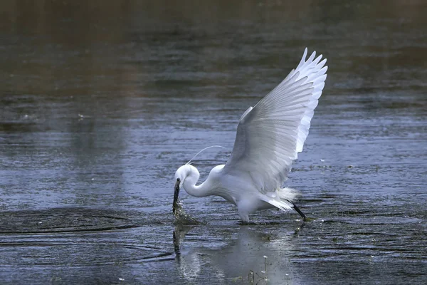 Küçük Egret (Egretta garzetta)