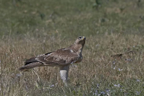 Бонус (Aquila fasciata) ) — стоковое фото