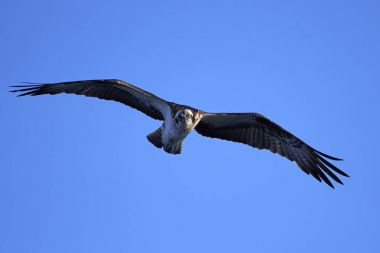 Sorguç (pandion haliaetus)