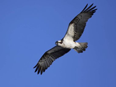 Sorguç (pandion haliaetus)