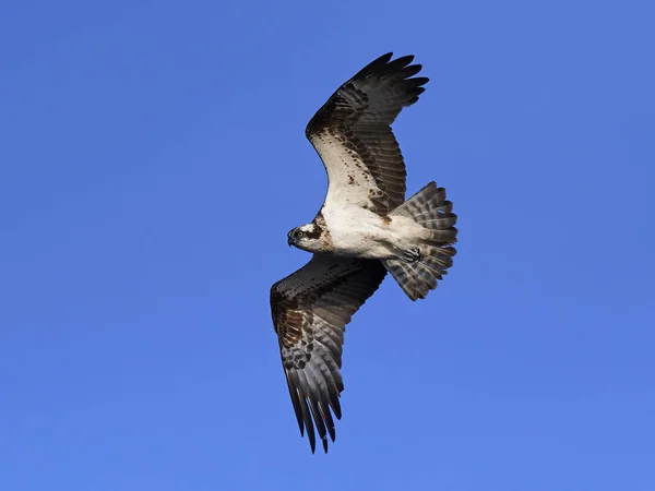 Rybołów (pandion haliaetus) — Zdjęcie stockowe