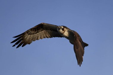 Sorguç (pandion haliaetus)