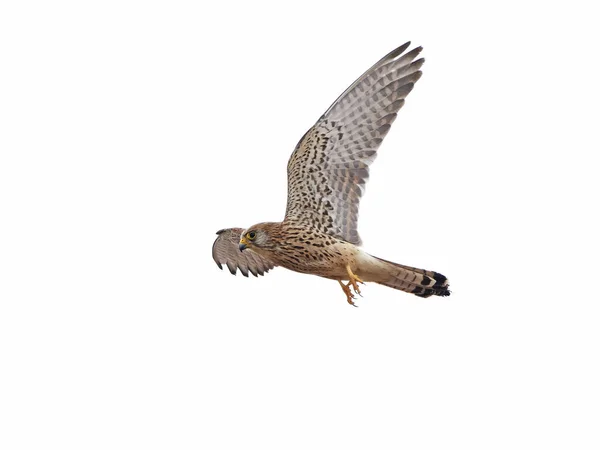 Petit crécerelle (Falco naumanni ) — Photo