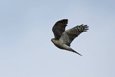 Bayağı atmaca (Accipiter nisus)
