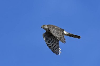 Bayağı atmaca (Accipiter nisus)