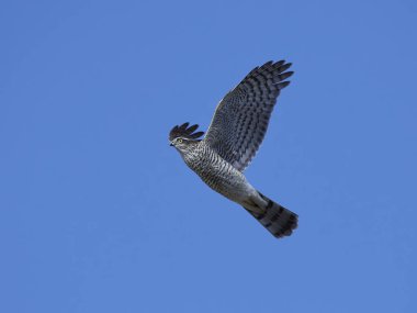 Bayağı atmaca (Accipiter nisus)