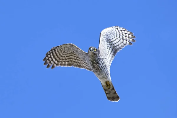 Eurasian sparrowhawk (Accipiter nisus) — Stock Photo, Image