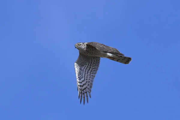 Krahujec obecný (Accipiter nisus) — Stock fotografie