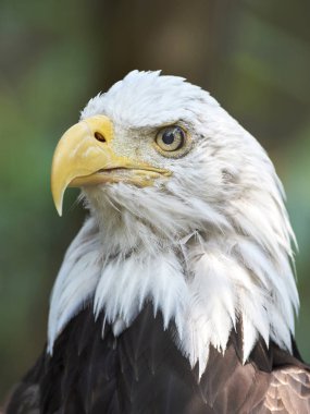 Kel Kartal (haliaeetus leucocephalus))