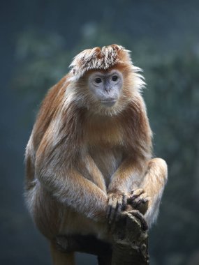 Java lutung (Trachypithecus hava)