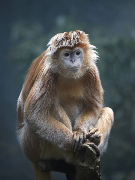 Яван Лутунг (Trachypithecus auratus ) — стоковое фото