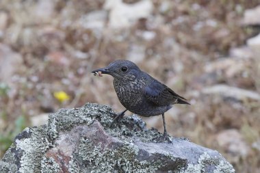 Mavi kaya ardıç kuşu (Monticola solitarius)