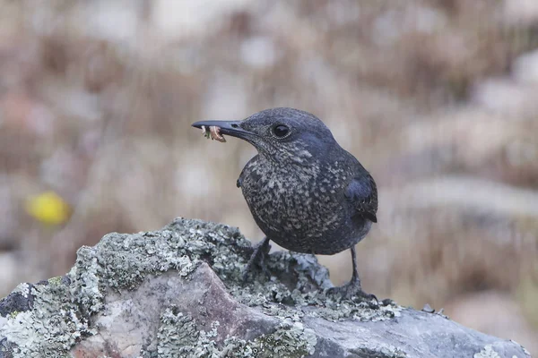 Mavi kaya ardıç kuşu (Monticola solitarius)