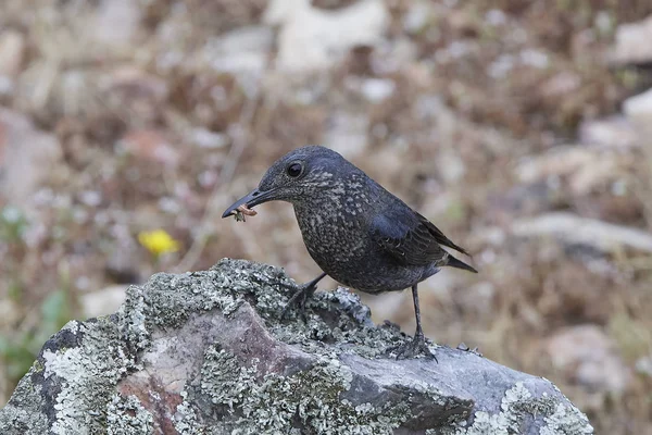 Mavi kaya ardıç kuşu (Monticola solitarius)