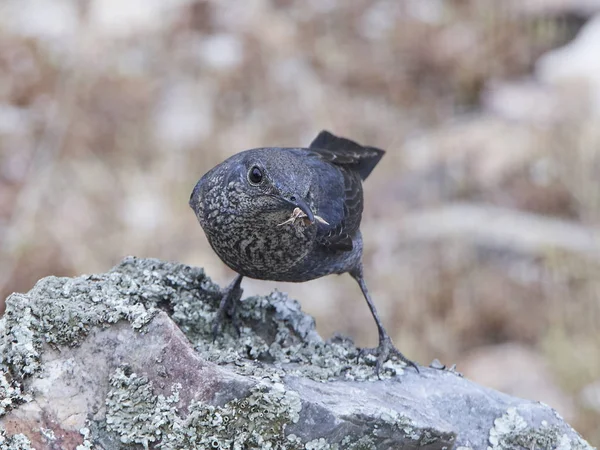Mavi kaya ardıç kuşu (Monticola solitarius)