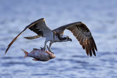 Sorguç (pandion haliaetus)