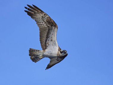 Sorguç (pandion haliaetus)