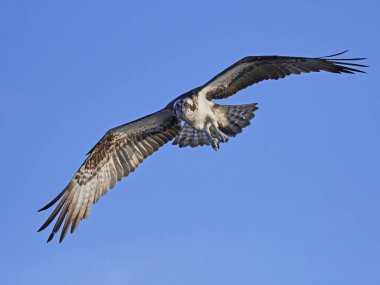 Sorguç (pandion haliaetus)
