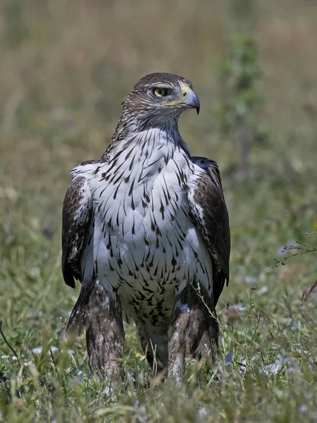 Bonellis Kartalı (Aquila fasciata)