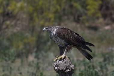 Bonellis Kartalı (Aquila fasciata)