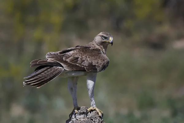 Bonellis Kartalı (Aquila fasciata) — Stok fotoğraf