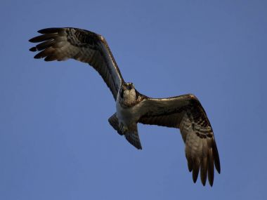 Sorguç (pandion haliaetus)