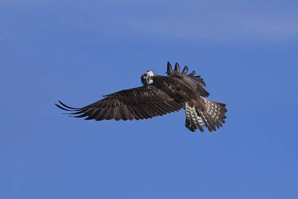 Osprey (Haliéto de pandião ) — Fotografia de Stock