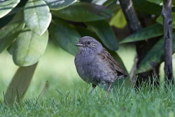 Ferreirinha-comum (prunella modularis) — Fotografia de Stock