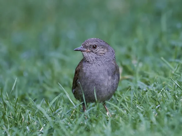 Alpenstrandläufer (prunella modularis)) — Stockfoto