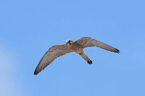 Κιρκινέζι (Falco naumanni) — Φωτογραφία Αρχείου