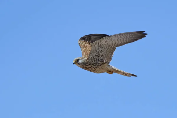 Kleine torenvalk (Falco naumanni) — Stockfoto