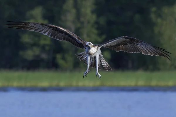 Osprey (Haliéto de pandião ) — Fotografia de Stock