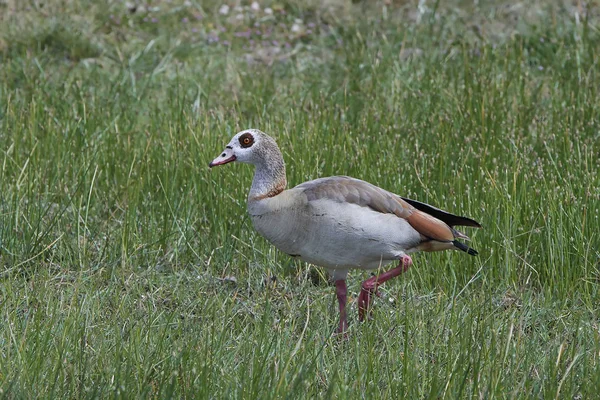 Egyptian goose (Alopochen aegyptiaca) — Stock Photo, Image